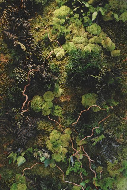 Moss Growing, Lichen Moss, Plants Growing, Moss Garden, Earth Elements, Forest Floor, Alam Yang Indah, Nature Aesthetic, Enchanted Forest