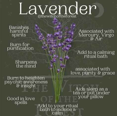 Calming Rituals, Medicinal Herbs Garden, Lavender Benefits, Witch Herbs, Herbs And Plants, Magic Herbs, Herbal Healing, Herbal Magic, Home Health Remedies