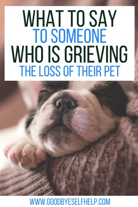 When You Lose A Pet Cat, Loss Of A Cat Card, Lost Of A Dog Quote, When You Lose Your Dog, Goodbye To Pets Dogs, Sympathy For Dog Loss, Dog Dies Sympathy Pet Loss, Cat Condolences Loss Of Pet, Sympathy Loss Of Dog