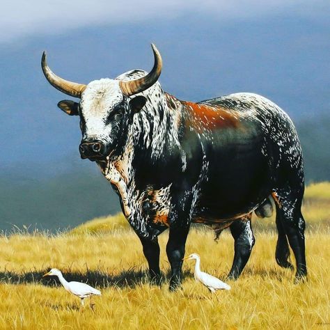 Brahman Cattle Art, Brahman Cow Painting, Nguni Cows, Indian Cows Photography, Indian Cow Photography, Brahma Bull, Nguni Cattle, Longhorn Cattle Photography, Bull Pictures