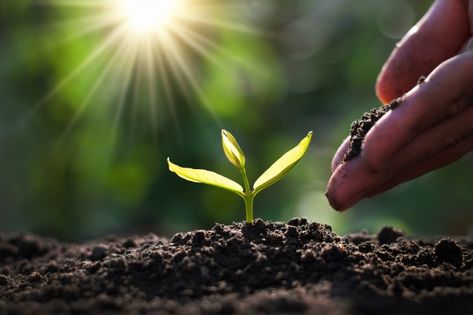 Hand planting sprout in garden with suns... | Premium Photo #Freepik #photo #business #tree #people #water Agriculture Photography, Green Grapes, Photo Tree, Small Plants, Planting Seeds, Growing Plants, Earth Day, Premium Photo, Mother Earth