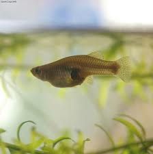 Learn how to care for a Mosquitofish. From feeding to breeding, you will find all of the information that you need here. Barrel Pond, Mosquito Fish, Wildlife Ponds, Turtle Pet, Tortoise Cage, Fishing In Canada, Raw Cat Food, Fish Information, Common Carp