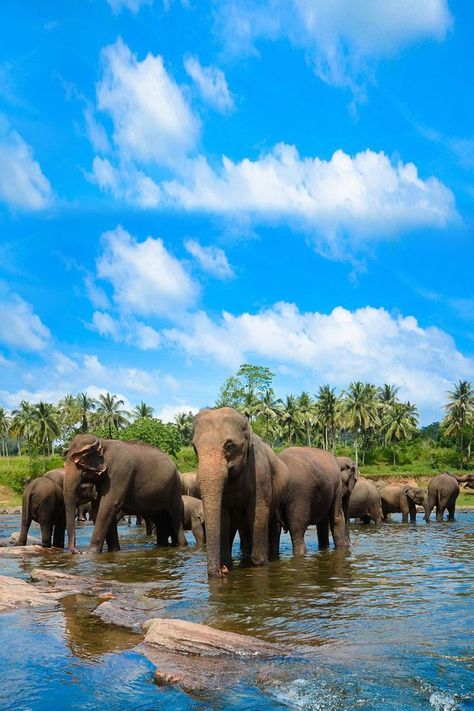 Elephant It Is Well, My Dream Life, The Capital, Sri Lanka, Dream Life, My Dream, Dubai, Elephant, Vision Board