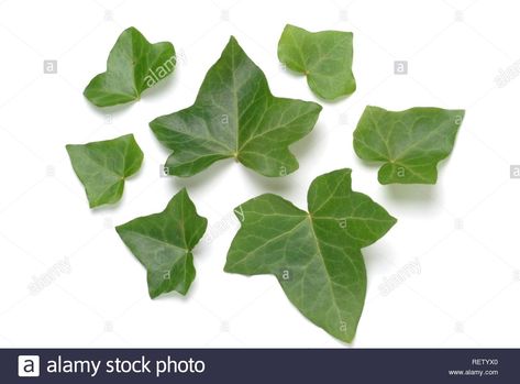 Plant Prints, From Blood And Ash, Hedera Helix, Blood And Ash, Pagan Gods, English Ivy, Ivy Leaves, Ivy Plants, Plant Images