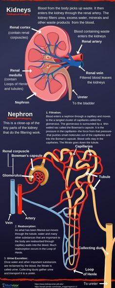 Kidney Anatomy, Basic Anatomy And Physiology, Nurse Study Notes, Biology Facts, Medical Student Study, Nursing School Survival, Nursing School Studying, Biology Lessons, Medical School Inspiration