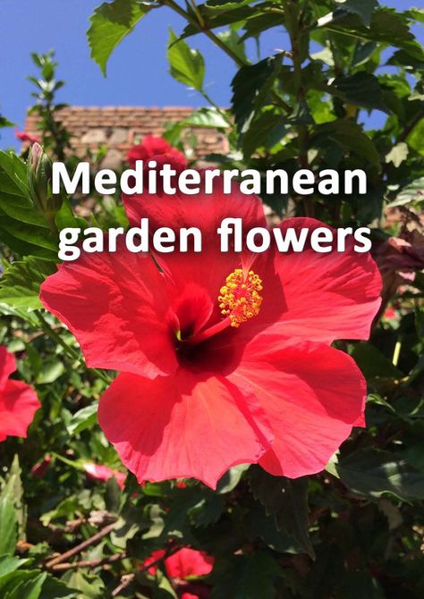 Mediterranean gardens are celebrated for their evergreen plants and an arid, rustic feel. However, they also have a reputation for some very beautiful flowering plants. Here I list 10 beautiful flowers for a Mediterranean themed garden. Spanish Gardens Courtyard, Mediterranean Flower Garden, Italian Garden Plants, Mediterranean Tropical Garden, Medeteranian Gardens, Spanish Plants, Portugal Garden, Spanish Gardens, Mediterranean Flowers