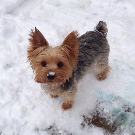 Yorkie Haircuts, Yorkie Dogs, Yorkshire Terrier Puppies, Yorkshire Terriers, Terrier Puppies, Yorkie Puppy, Yorkshire Terrier, Adorable Animals, Yorkie