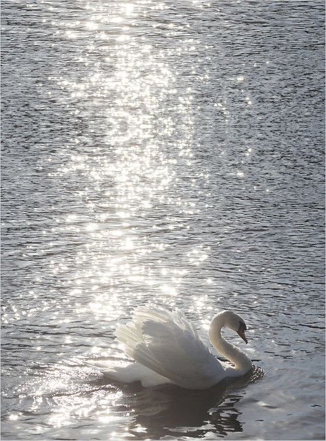 Swan Wallpaper, Swan Princess, Wedding 2025, Pretty Animals, White Swan, Swan Lake, Ethereal Art, Nature Aesthetic, Swans