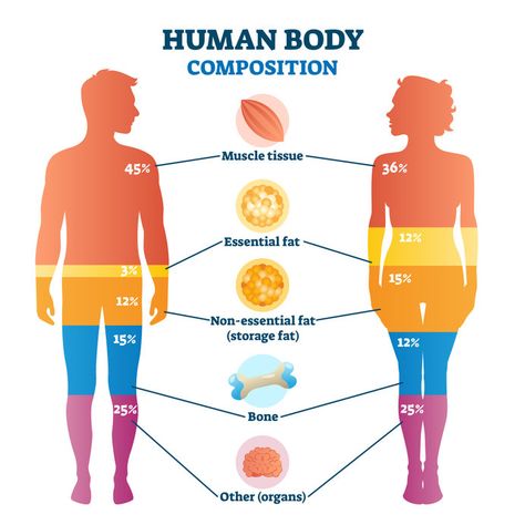 Exercise Recovery, Body Fat Measurement, Body Facts, Different Fruits And Vegetables, Reduce Thigh Fat, Exercise To Reduce Thighs, Lose Thigh Fat, Human Nutrition, Lose Arm Fat