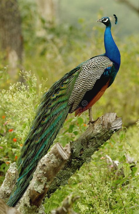 Peacock. Sitting on tree branch at mudumalai forest, india , #sponsored, #tree, #Sitting, #Peacock, #branch, #india #ad Peacock Anatomy, Peacock Photos Beautiful Birds, Peacocks Photography, Real Peacock Images, Peacock Side View, Peacock Meaning, Peacock Walking, Birds Peacock, Peacock Photography