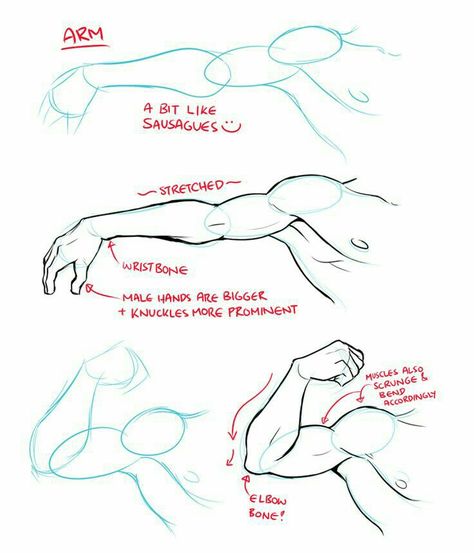 Arm, muscles, text; How to Draw Manga/Anime Anatomy Park, Arm Drawing, Drawing Hands, Sketches Art, Anime Hands, Anatomy Tutorial, Body Drawing Tutorial, Body Reference Drawing, Hands Holding