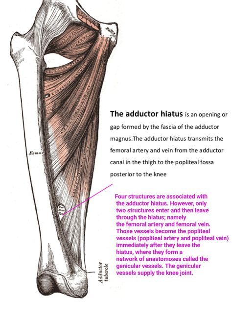 Adductor hiatus Limb Anatomy, Arteries And Veins, Lower Limb, Muscle Anatomy, Human Anatomy And Physiology, School Pictures, Med School, Anatomy And Physiology, Occupational Therapy