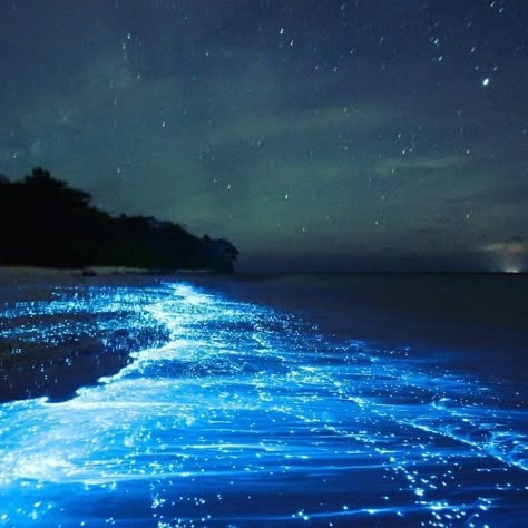 Ocean Glowing At Night, Bioilluminescent Beach, Bioluminescence Rain, Bio Illuminance Water, Glowing Water Aesthetic, Glowing Water Art, Glowing Ocean Water, Biolumenesent Beach, Bioluminescence Beach Florida