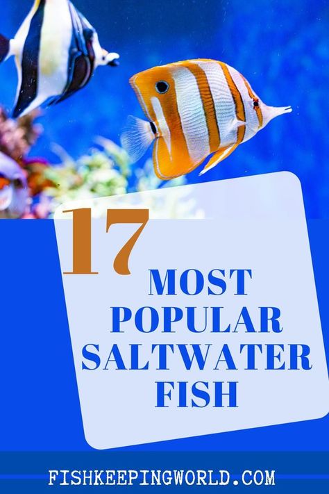 Saltwater Aquarium Beginner, Best Aquarium Fish, Fish For Beginners, Salt Water Tank, Marine Fish Tanks, Salt Water Aquarium, Saltwater Aquarium Fish, Saltwater Fish Tanks, Fish Keeping