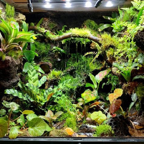 Bioactive Gecko Enclosure, Paludarium Dart Frog, Cool Gecko Tanks, Bioactive Dart Frog Vivarium, Dart Frogs Vivarium, Bioactive Snake Tank, Frog Tank Aesthetic, Dart Frog Vivarium Waterfall, Bioactive Vivarium Frog