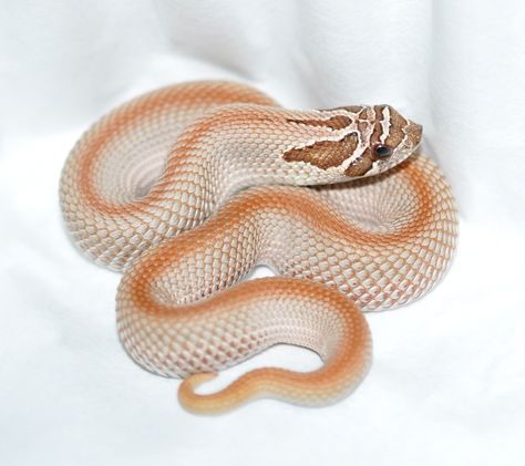 Western Hognose-heterodon nasicus-Purpleline Superconda by Extremehogs Snake Discovery, Snake Breeds, Western Hognose, Western Hognose Snake, Rare Albino Animals, Hognose Snake, Pretty Snakes, Cute Reptiles, Pet Snake