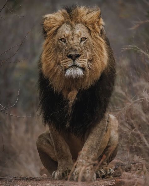 Lion Poses, Scary Lion, Wilderness South Africa, African Animals Photography, South African Animals, Lion Photos, South Africa Wildlife, Wild Animals Photography, Lion Photography