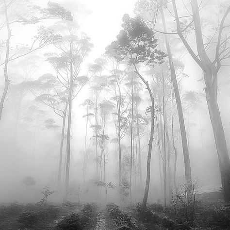 Black And White Photograph, Tall Trees, Cebu, In The Woods, Beautiful Photography, White Photography, Land Scape, Black And White Photography, Beautiful World