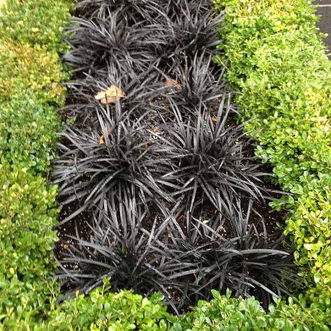 Black Mondo, California Gardening, Black Plants, Black Mondo Grass, Plant Combos, Black Grass, Flower Close Up, California Garden, Fall Garden Vegetables