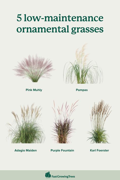 From the feathery plumes of Pampas Grass to the graceful arch of Fountain Grass, these versatile beauties add texture, movement, and year-round interest to any landscape. 🌾  Click the link in our bio to find the perfect ornamental grass for your yard.  #Landscaping #Gardening Ornamental Grass Pathway, Wild Grasses Landscaping, Small Grass Garden, Grass Bushes Front Yards, Pampas Grass Landscape Front Yard, Modern Grass Landscaping, Pampas Grass In Garden, Tall Grass Landscaping Front Yards, Pampas Grass Plant