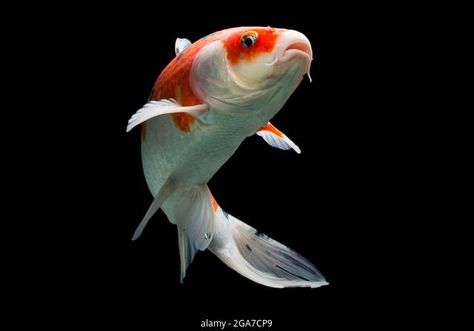 Koi Fish From The Side, Koi Fish Jumping Out Of Water, Fish Drawing Reference Photo, Koi Fish Anatomy, Koi Fish Photos, Koi Fish Reference Photo, Koi Side View, Koi Fish Side View, Koi Underwater