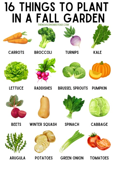 Vegetables To Plant, When To Plant Vegetables, Winter Vegetables Gardening, Landscaping Small Backyard, Small Backyard Design Ideas, Vegetable Garden Planning, Healing Garden, Homestead Gardens, Fall Vegetables