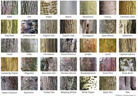 Tree Identification Chart, Tree Bark Identification, Tree Leaf Identification, Identifying Trees, Lombardy Poplar, Leaf Identification, Leyland Cypress, Tree Structure, Tree Id