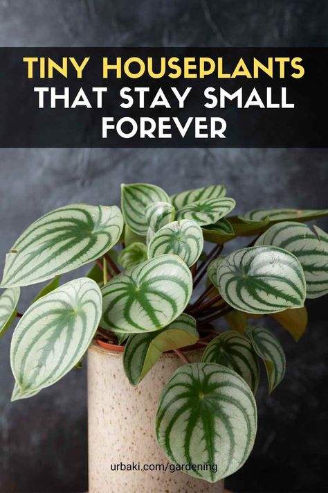 Today is all about tiny plants! All of these plants are slightly larger than when purchased, but they are actively growing. Small houseplants are the perfect addition to any living space, whether you want to brighten up a one-bedroom apartment or your small room is bursting with beautiful greenery. If you are looking for plants that can fit in the smallest spaces, you should add the following to your wish list! Cryptanthus bivittatus "Pink Star", Pilea grandifolia... Tiny Dancer Plant, Cryptanthus Bivittatus, Small Houseplants, Small House Plants, Easy House Plants, Peperomia Plant, Household Plants, Short Plants, Root Rot