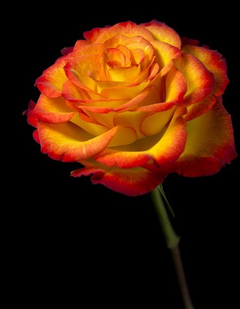 ~~Flame Rose by Theresa Elvin~~ I just got   a couple of clippings of one from a neighbor. I sure hope they   root! Rose Belle, Fleur Orange, Colorful Roses, Human Soul, Orange Roses, Beautiful Rose Flowers, Love Rose, Arte Floral, Flower Beauty