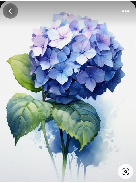 Blue Hydrangea Drawing, Flower Watercolour Painting, Draw Hydrangea, Blue Flowers Drawing, Hydrangea Drawing, Blue Flower Illustration, Hydrangea Illustration, Flower Watercolor Paintings, Hydrangea Artwork