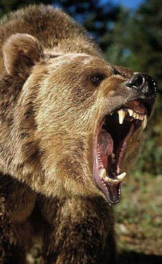 Grizzly Bear Photography, Grizzly Bear Tattoos, Photo Ours, Angry Animals, Angry Bear, Bear Tattoos, Bear Pictures, Bear Face, Majestic Animals