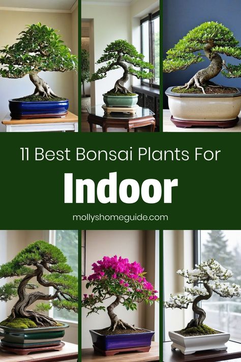 Discover the best bonsai plants for indoor spaces that are beginner-friendly and low maintenance. Learn how to care for indoor bonsai plants with our simple DIY projects and helpful tips. Find the perfect bonsai plants for your home decor and create a peaceful oasis with these beautiful green companions. Whether you're a novice or have some experience growing bonsai indoors, we have all the guidance you need to nurture these unique botanical wonders effortlessly. Explore our recommendations and Bonsai Tree With Flowers, Large Bonsai Tree Indoor, Best Bonsai Trees, How To Grow A Bonsai Tree From Seed, Flame Tree Bonsai, How To Care For Bonsai Tree, Japanese Indoor Plants, Banyan Tree Bonsai, Ficus Tree Indoor