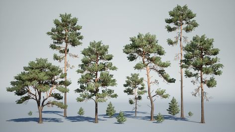 Unreal Engine Environment, Scots Pine Tree, Bulgarian Architecture, Pine Tattoo, Stylized Tree, Scots Pine, Pine Bonsai, Stylized 3d, Bonsai Ideas