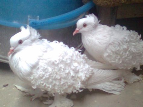 The Frillback Pigeon:   is a breed of fancy pigeon developed over many years of selective breeding.[1] Frillbacks, along with other varieties of domesticated pigeons, are all descendants from the Rock Pigeon (Columba livia). The breed is known for the frill or curls on the wing shield feathers. The feather curl should also be present at the ends of the foot feathers or muffs.[2] Jacobin Pigeon, Types Of Pigeons, Fantail Pigeon, Farming Animals, Pigeons For Sale, Pet Pigeon, Rare Albino Animals, Pigeon Pictures, Pigeon Loft