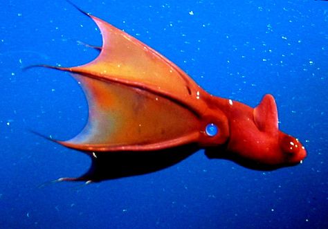 The vampire squid resembles both a squid and an octopus, but is actually the sole living member of a separate order of cephalopod. Description from bussorah.wordpress.com. I searched for this on bing.com/images Vampire Octopus, Deep Sea Squid, Scary Fish, Vampire Squid, Fish Color, Fish Tank Themes, Vampire Pictures, Bawah Air, Fish Tank Accessories