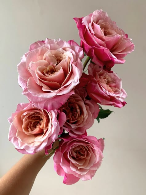 These pink garden roses open into a peachy-mauve, and sometimes even blush! Mauve And Peach Wedding Flowers, Mauve Rose Bouquet, Raspberry Garden, Peachy Pink Flowers, Peach Pink Flowers, Roses Bunch, Pink Garden Rose Bouquet, Pink Garden Rose, Peach Colored Roses