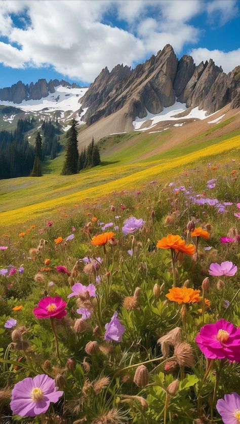 Backgrounds To Draw, Flowers And Mountains, Landscape Practice, Meadow Photography, Canada Project, Mountain Flowers, Banff National Park Canada, Mountain Meadow, Alpine Flowers