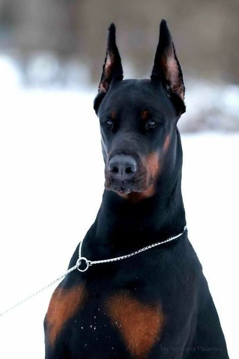 Doberman Pinscher Puppy, Aesthetic Dog, Doberman Pinscher Dog, Scary Dogs, Doberman Puppy, Doberman Dogs, Pretty Dogs, Dog Wallpaper, Cute Funny Dogs