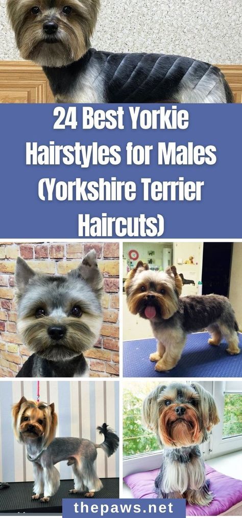 Yorkie Short Haircut, Boy Yorkie Haircuts, Party Yorkie Haircut, Shorkie Dogs Haircuts, Yorkipoo Haircut, Yorkie Poo Haircut, Morkie Haircuts, Yorkie Teddy Bear Cut, Grooming Yorkies