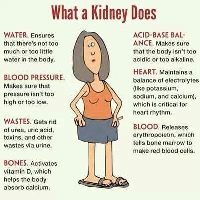 Kidney functions. Nursing Cheat, Nursing Mnemonics, Nursing School Survival, Nursing School Studying, Nursing School Tips, Nursing School Notes, Nursing Tips, Future Nurse, School Survival