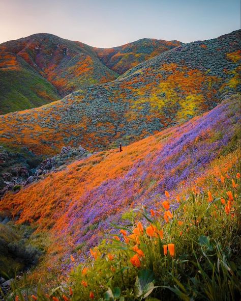 Super Bloom, Valley Of Flowers, Pretty Landscapes, The Hills, Pics Art, Nature Aesthetic, Flower Field, Pretty Places, Pretty Pictures