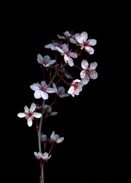 Prunus x cistena by horticultural art Black Flowers Wallpaper, Flowers Black Background, Blossom Wallpaper, Cherry Blossom Wallpaper, Flowery Wallpaper, Dark Flowers, Beautiful Flowers Wallpapers, Flower Phone Wallpaper, Black Flowers