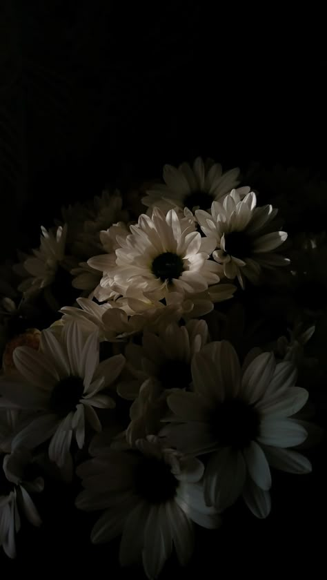 Dark Aesthetic Pictures Flowers, Dark Flowers Wallpaper Aesthetic, Flower Academia Aesthetic, Dark Flowers Background, Fleurs Aesthetic Vintage, Flower Grunge Aesthetic, Dark Daisy Wallpaper, Dark Daisy Aesthetic, Dark Flower Asthetics Photos