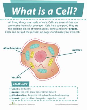 Second Grade Life Science Worksheets: What is a Cell? What Is Biology, Teaching Cells, Life Science Middle School, What Is Cell, Science Cells, Cells Worksheet, Second Grade Science, Study Biology, Biology Classroom