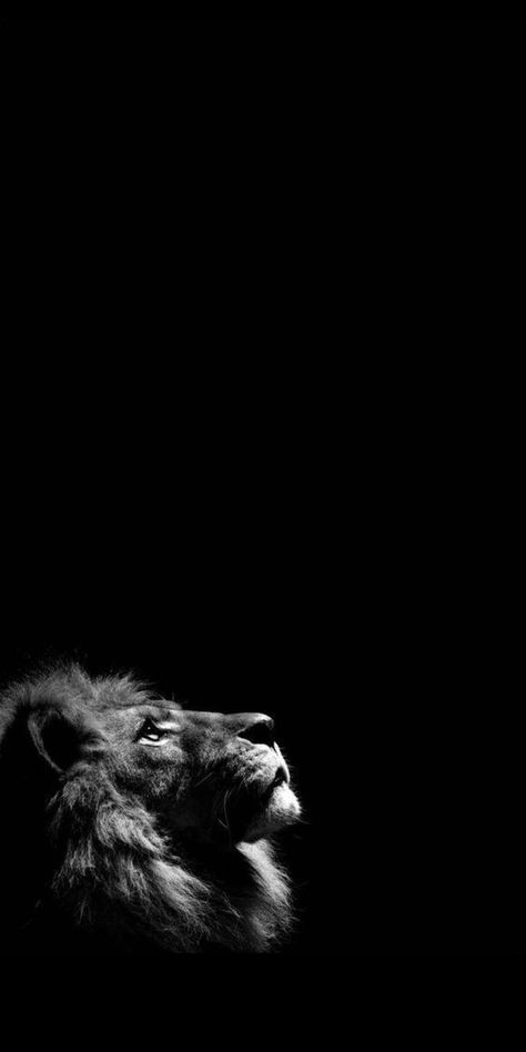 Lion Wallpaper Iphone, Wallpaper Ideas Iphone, Drawings Wallpaper, Lion Live Wallpaper, Whats Wallpaper, Wild Animal Wallpaper, Hd Dark Wallpapers, Lion Photography, Eagle Wallpaper