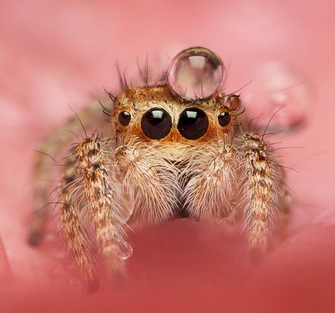 When you are sad, just remember that jumping spiders sometimes wear water droplets as hats - Album on Imgur Jumping Spider Wallpaper, Spider Wallpaper, Lucas The Spider, Cute Spiders, Arachnids Spiders, Cute Bugs, Ugly Animals, Jumping Spiders, Insect Photography