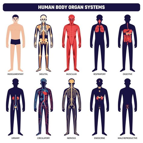 Human Body Organ Systems Icon Set Human Organ System, Human Body System, Human Body Organ System, Human Body Systems Projects, Body Systems Project, Human Body Organs, Human Organ, Organ System, Human Body Systems