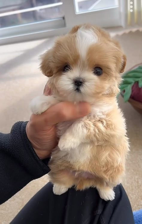 Cute Fluffy Puppies, Cute Small Dogs, Cute Dogs Images, Very Cute Puppies, Maltipoo Puppy, Super Cute Puppies, Cute Small Animals, Cute Animals Puppies, Very Cute Dogs