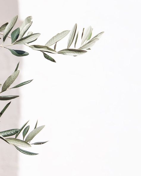 i n s p i r e d b y n a t u r e | Yesterday we photographed all new linen colours, including olive, a beautiful greyish green we’re very… Olive Tree Illustration, Plant Wallpaper, Foto Tips, Trendy Tree, Olive Trees, Monstera Plant, 背景 シンプル, Tree Illustration, Foto Art