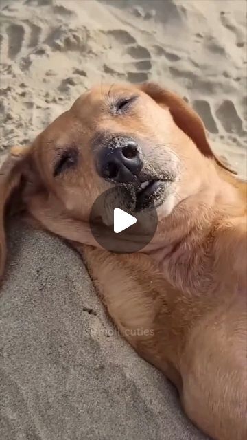 Good Boy Ollie Dog, Dancing Dog Gif, Crocodile Videos, Good Boy Ollie, Really Funny Dog Videos, Sweet Videos, World Cutest Dog, Baby Animal Videos, Golden Retriever Funny